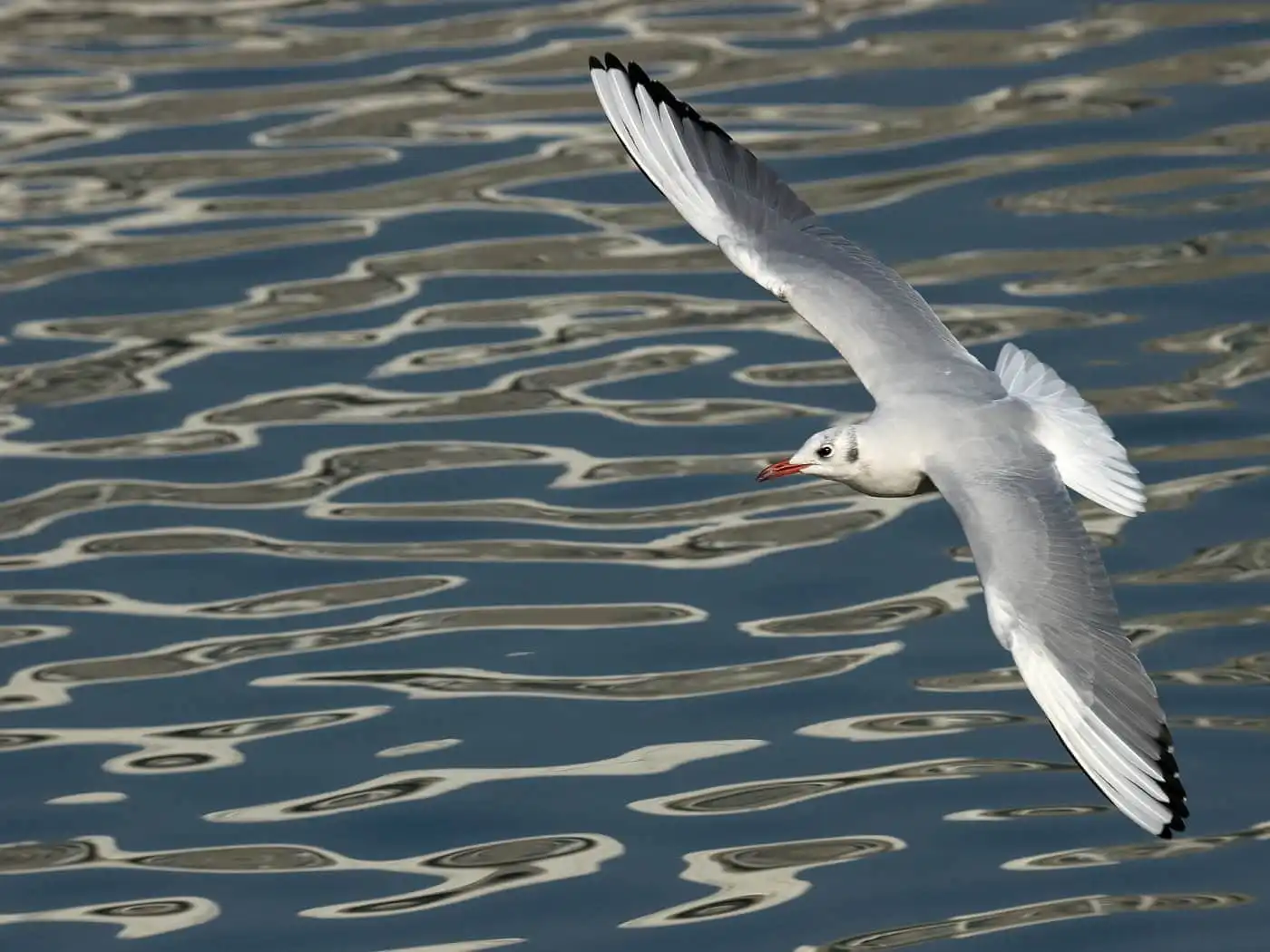 野鳥写真・カモメ、ウミネコの写真