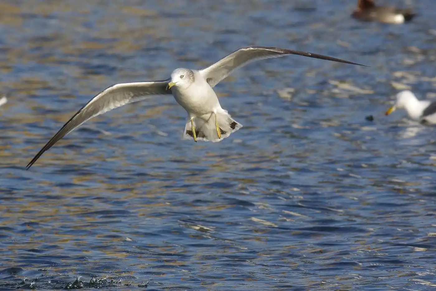 野鳥写真・カモメ、ウミネコの写真