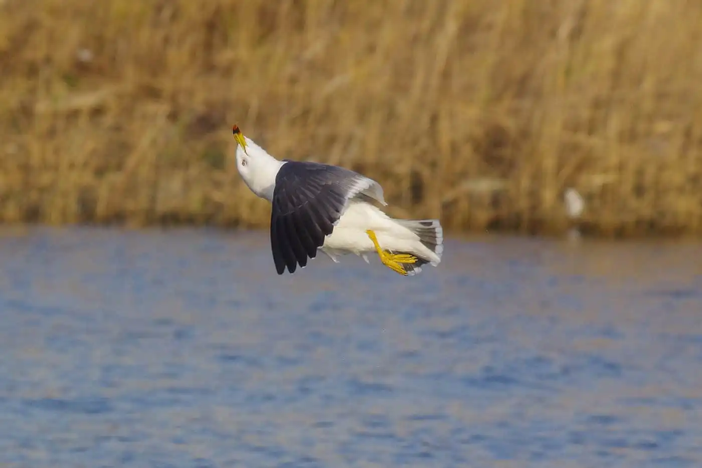野鳥写真・カモメ、ウミネコの写真