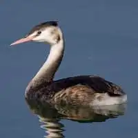 野鳥写真・カンムリカイツブリ