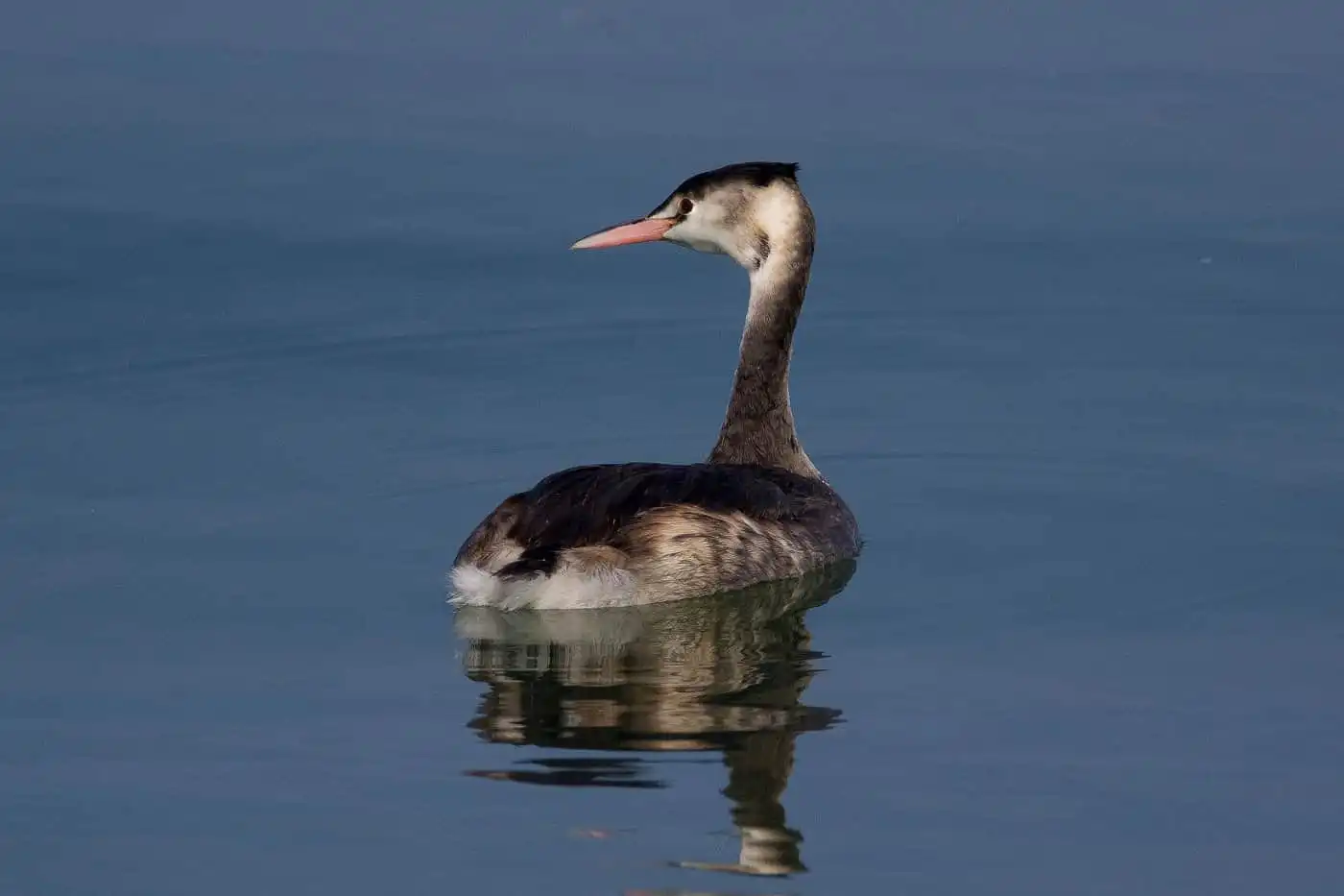 野鳥写真・カンムリカイツブリの写真
