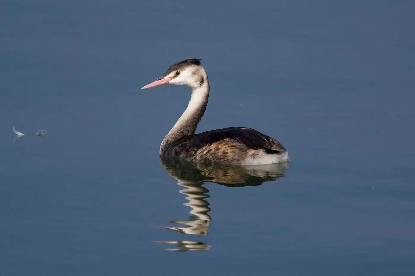 野鳥写真・カンムリカイツブリの写真