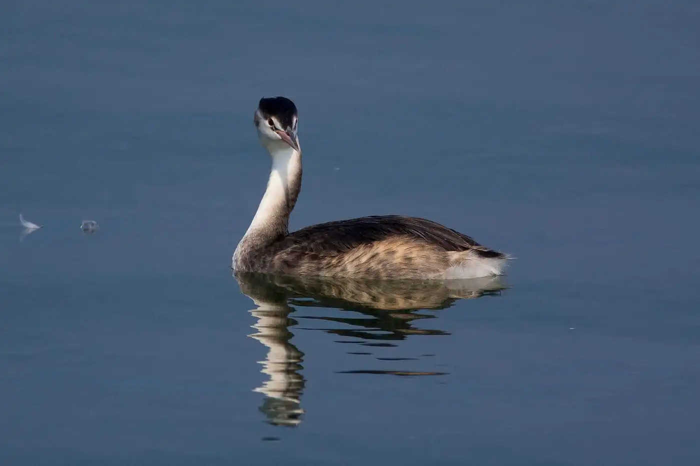 野鳥写真・カンムリカイツブリの写真