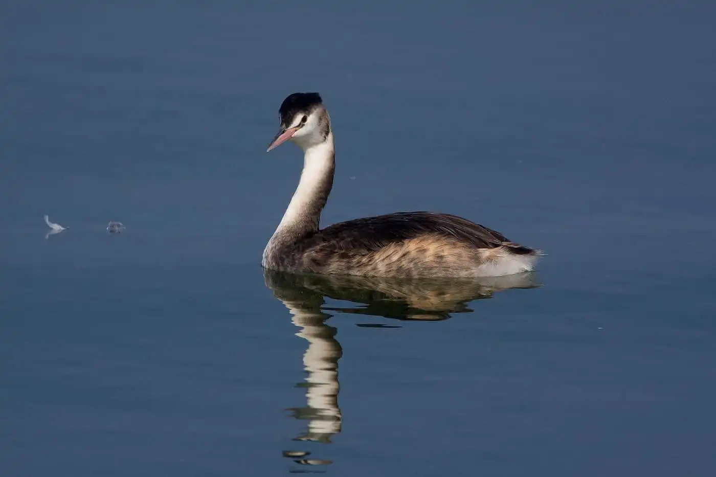 野鳥写真・カンムリカイツブリの写真