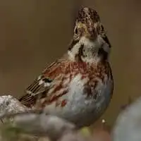 野鳥写真・カシラダカ