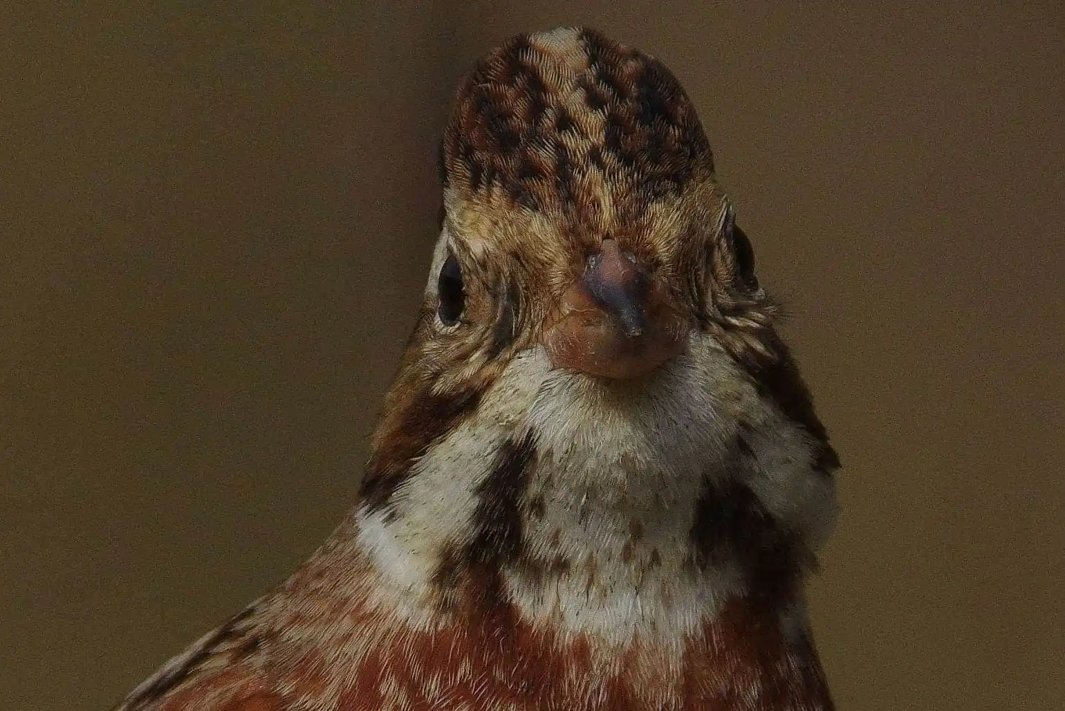 野鳥写真・カシラダカの写真