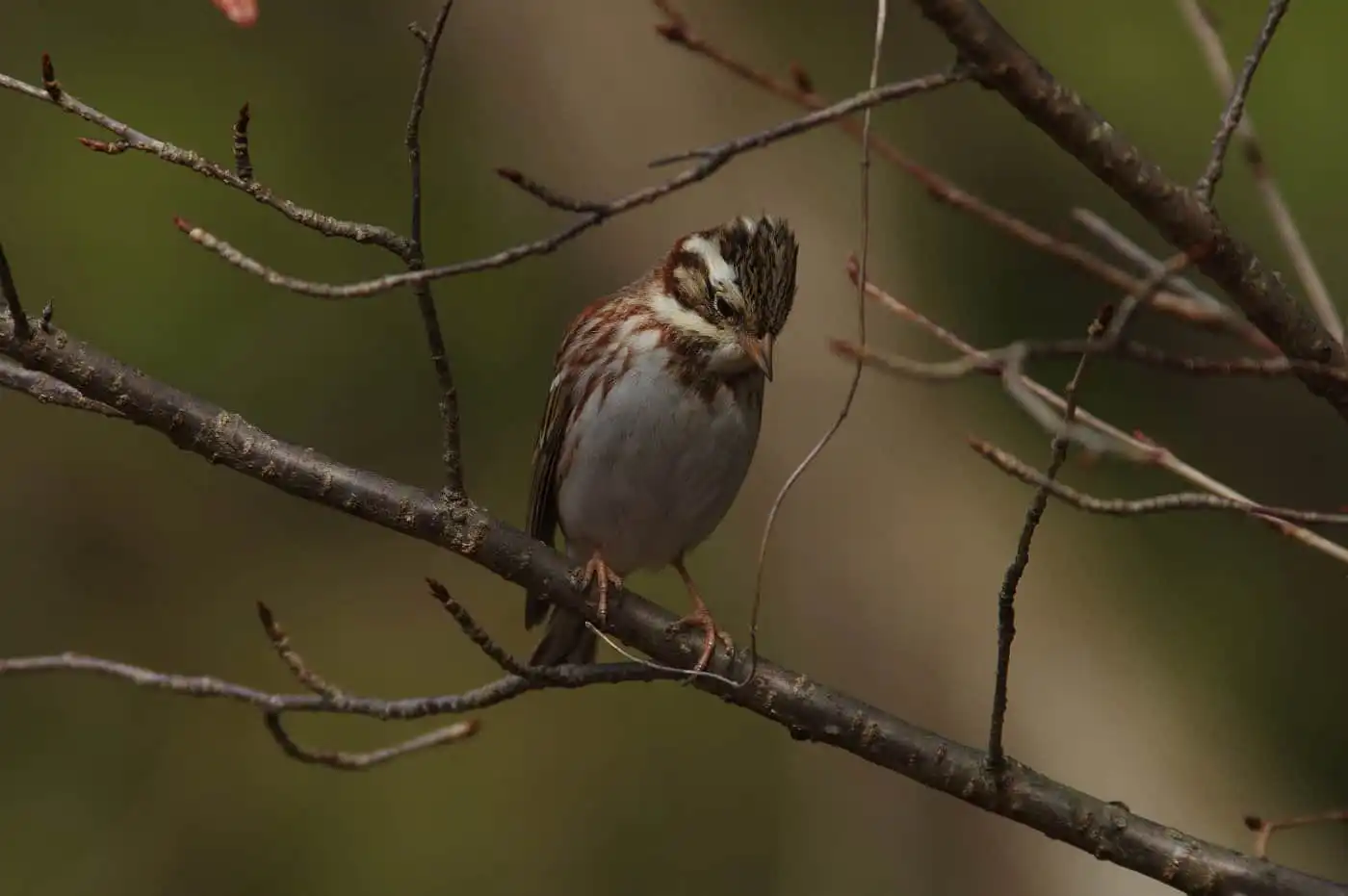 野鳥写真・カシラダカの写真