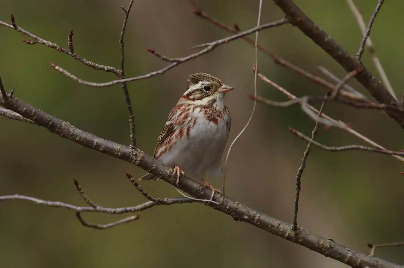 野鳥写真・カシラダカの写真