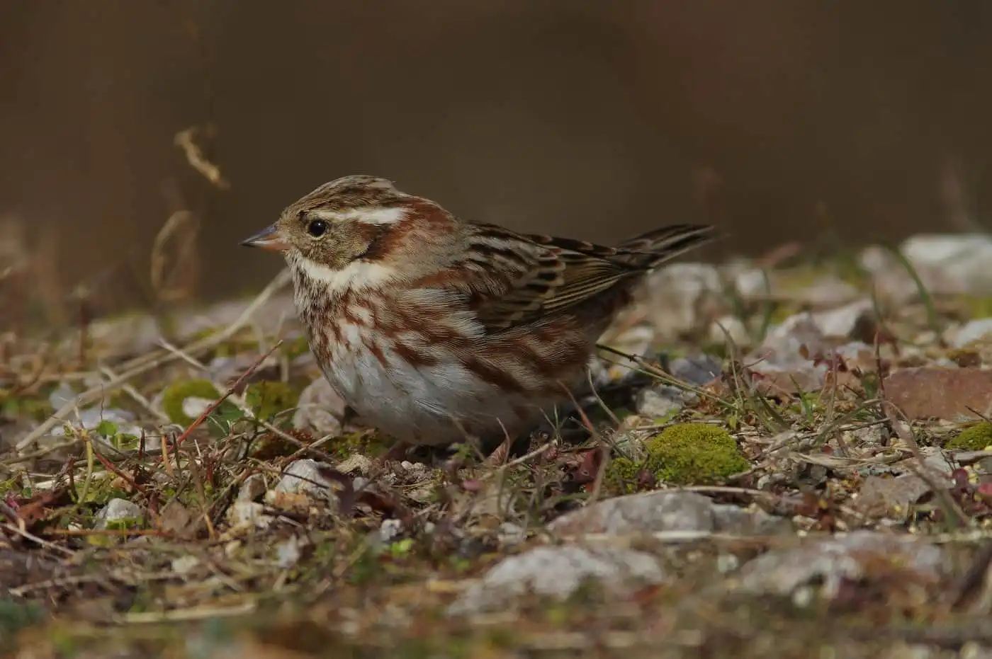 野鳥写真・カシラダカの写真