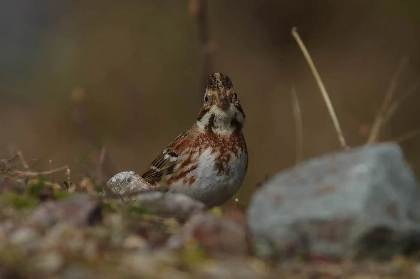 野鳥写真・カシラダカの写真