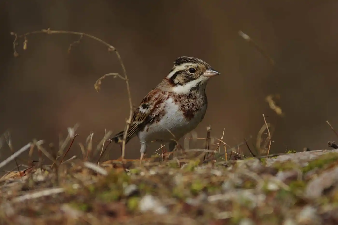 野鳥写真・カシラダカの写真