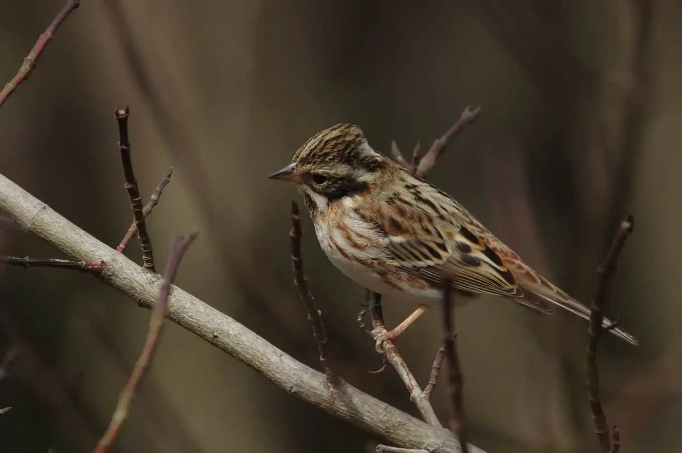 野鳥写真・カシラダカの写真