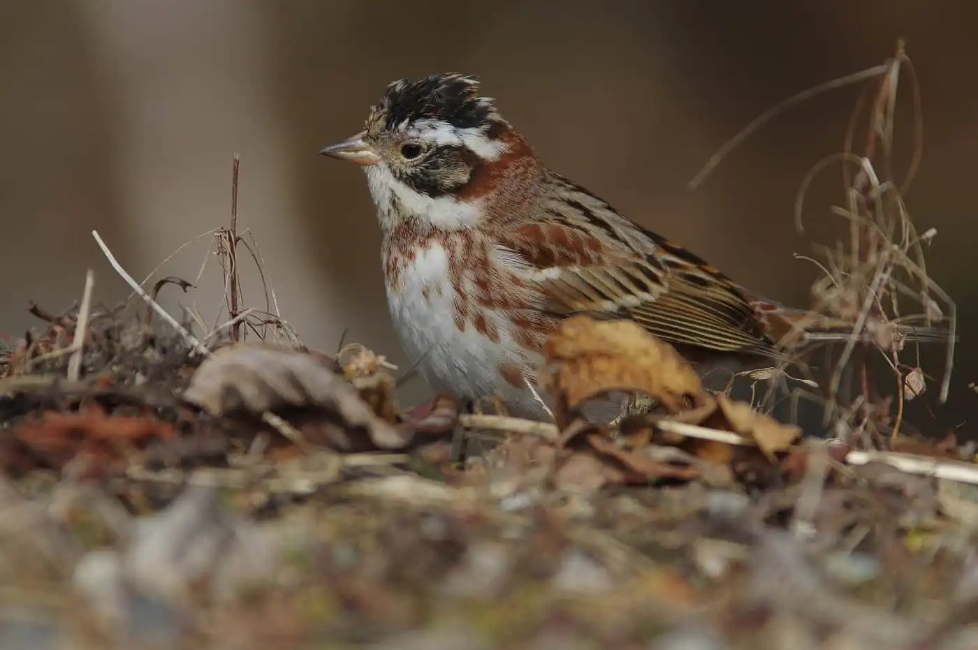 野鳥写真・カシラダカの写真