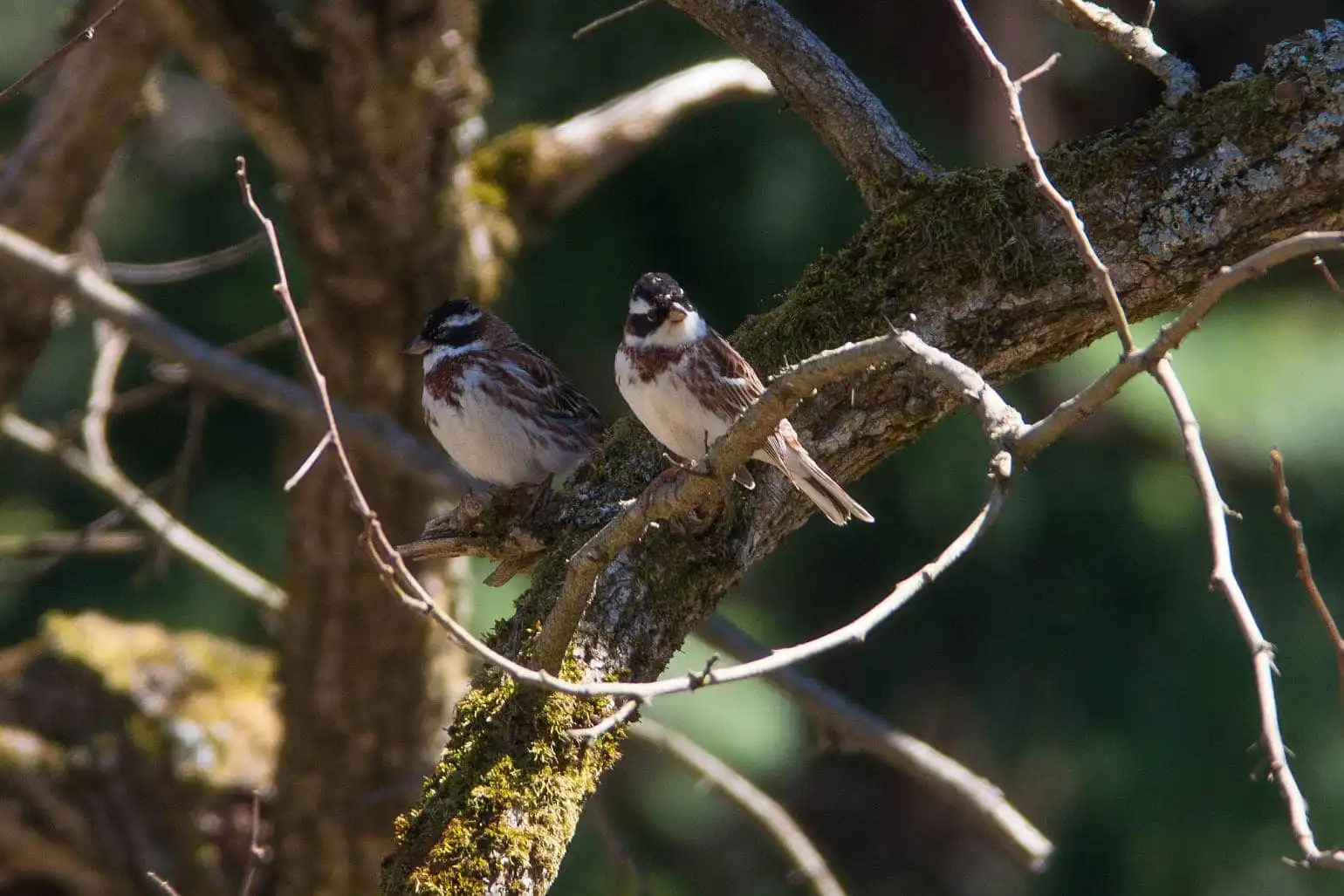 野鳥写真・カシラダカの写真