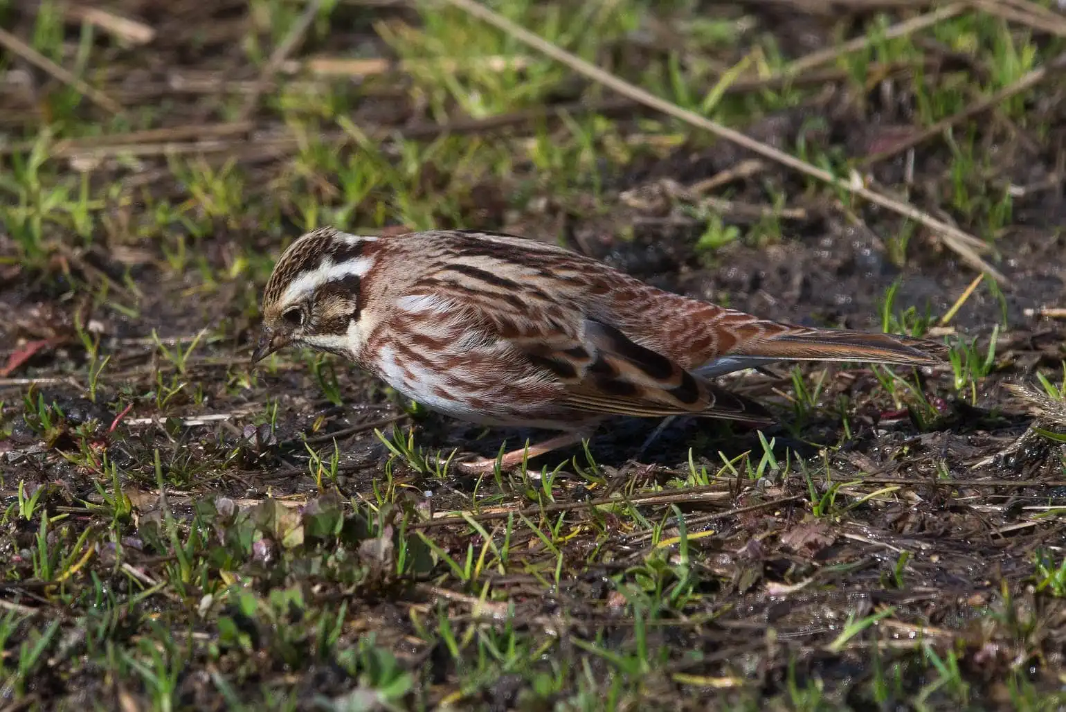 野鳥写真・カシラダカの写真