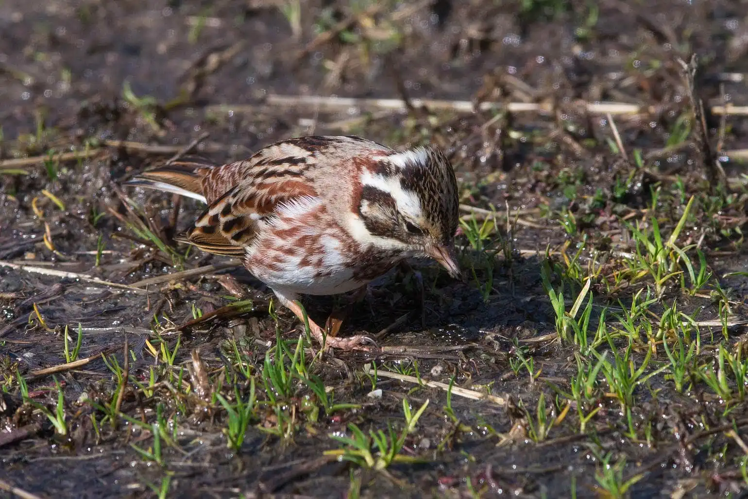 野鳥写真・カシラダカの写真
