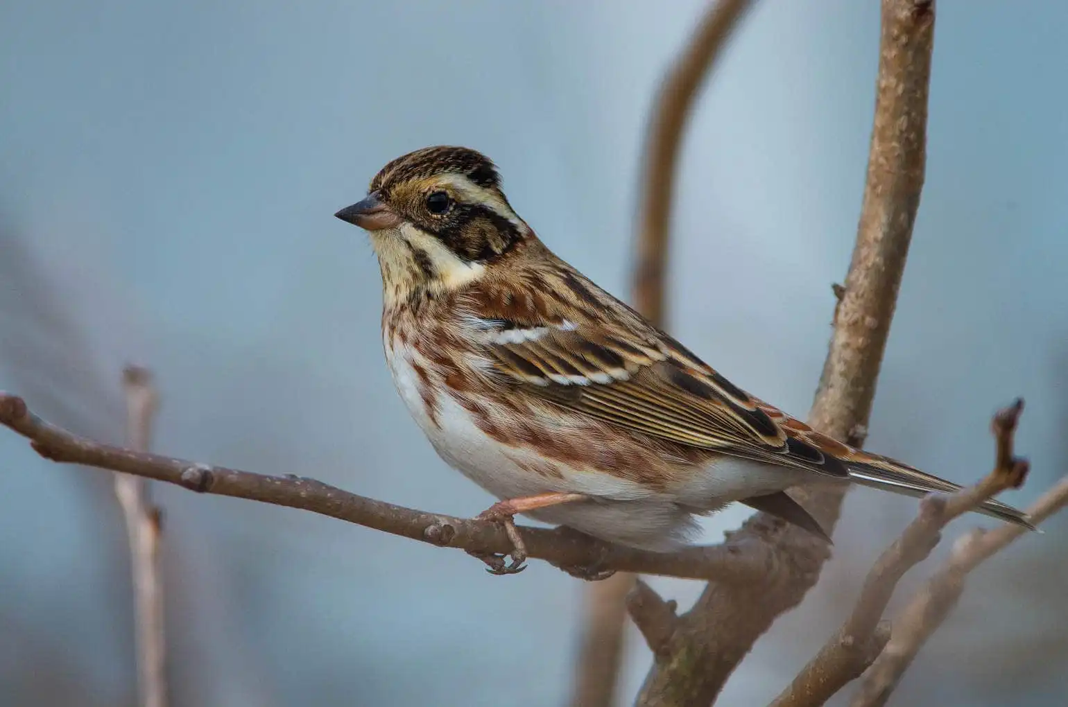 野鳥写真・カシラダカの写真