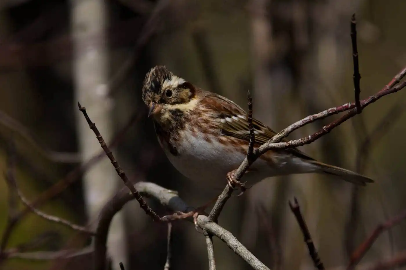野鳥写真・カシラダカの写真