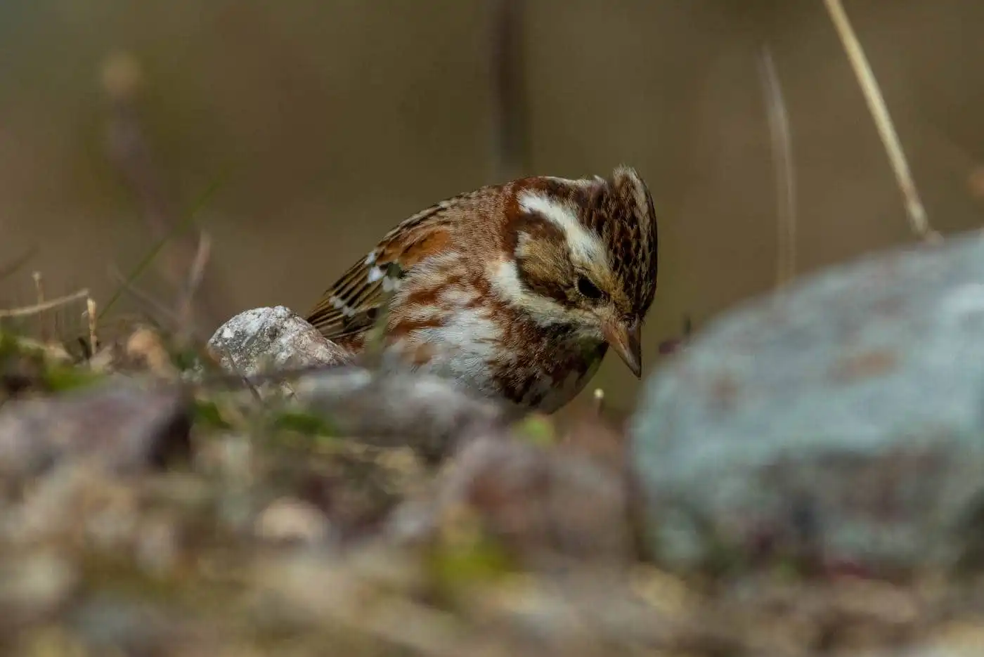 野鳥写真・カシラダカの写真