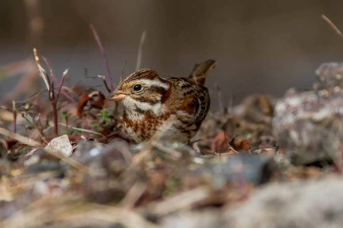 野鳥写真・カシラダカの写真