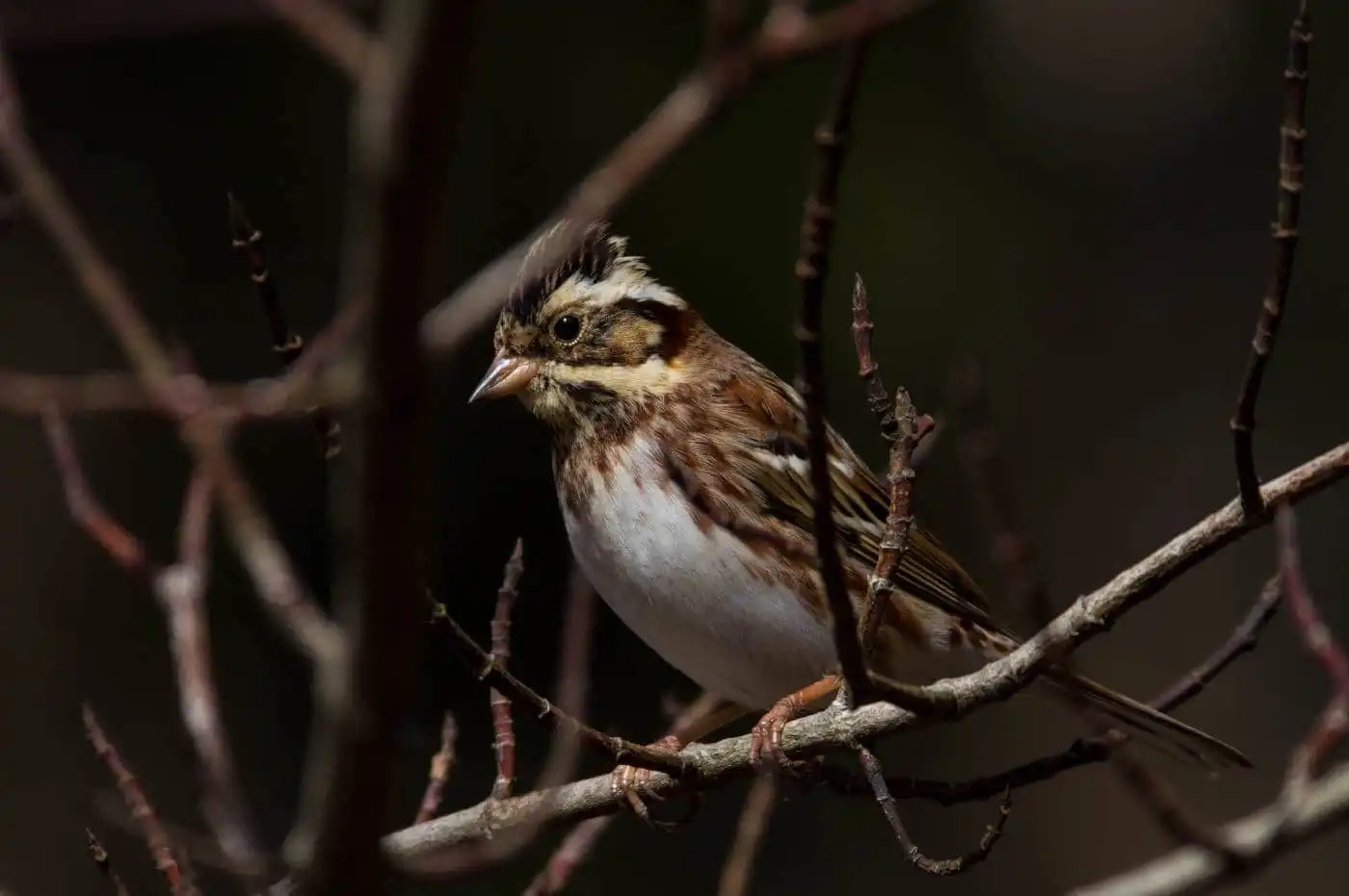 野鳥写真・カシラダカの写真