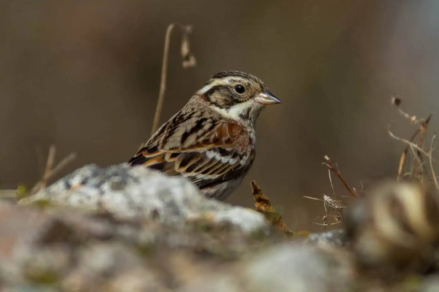 野鳥写真・カシラダカの写真