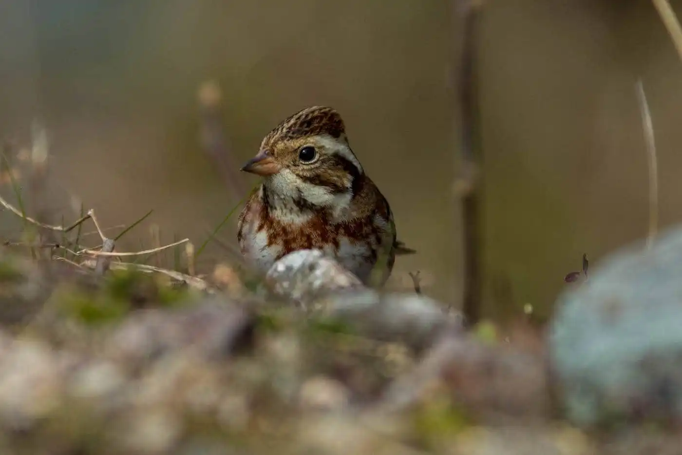 野鳥写真・カシラダカの写真