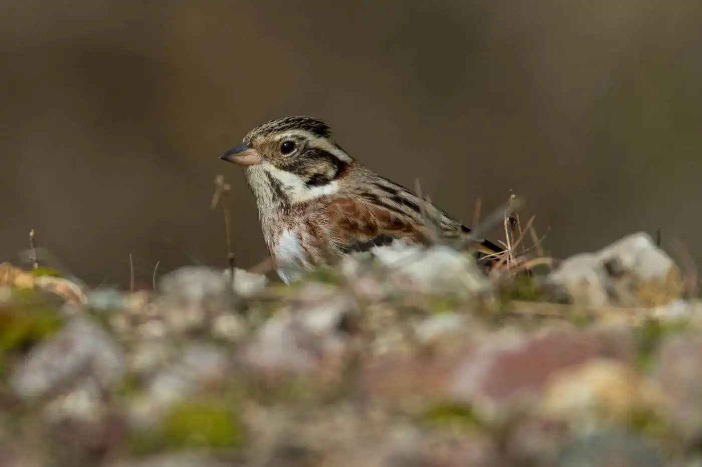 野鳥写真・カシラダカの写真