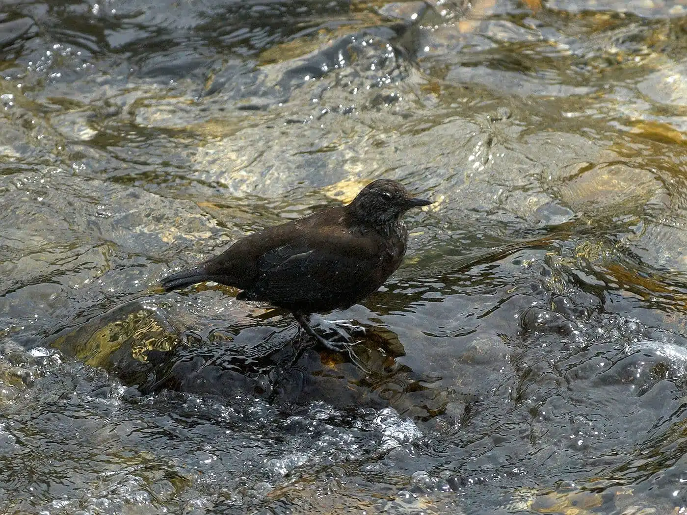 野鳥・カワガラスの写真画像