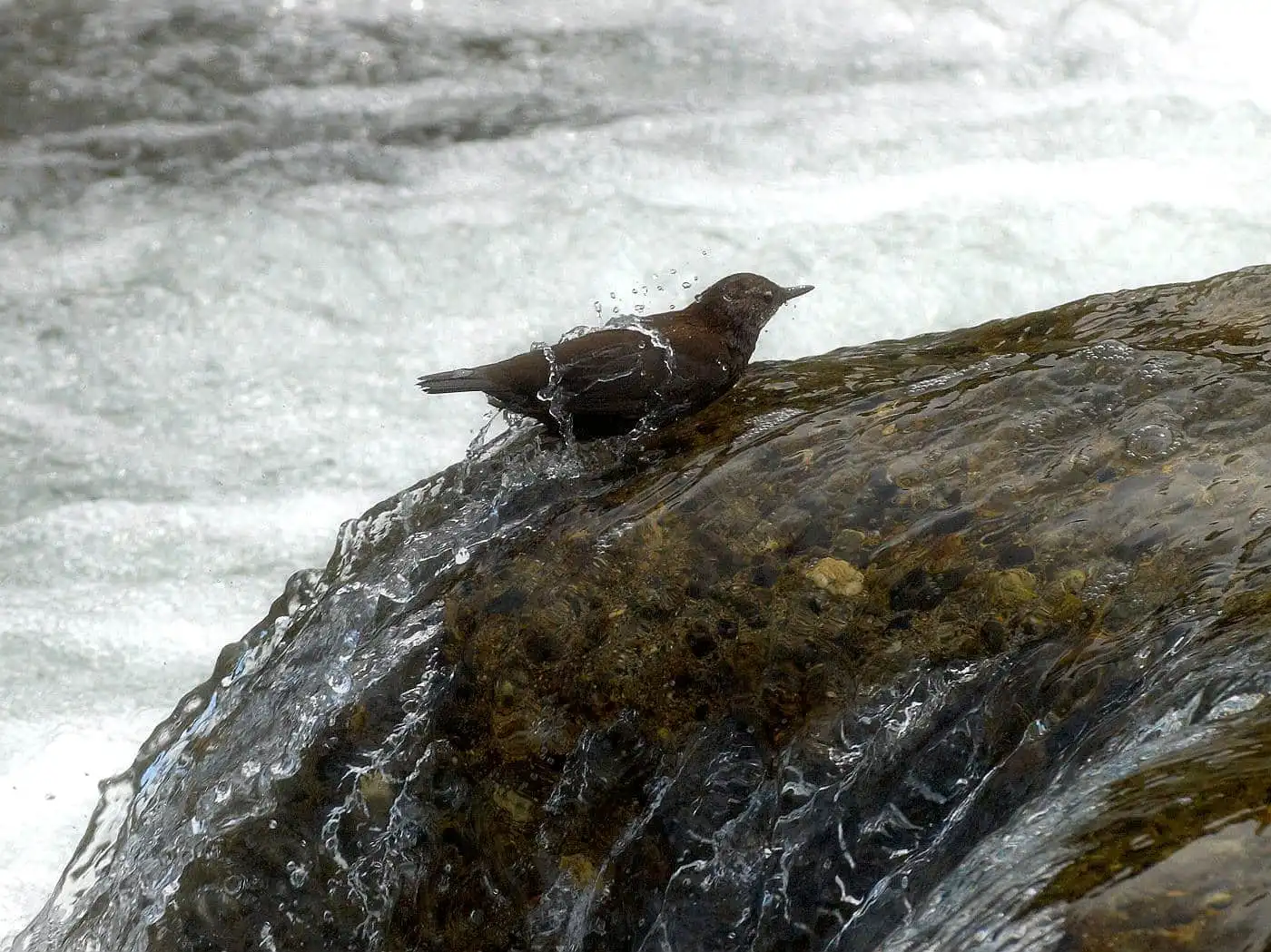 野鳥・カワガラスの写真画像