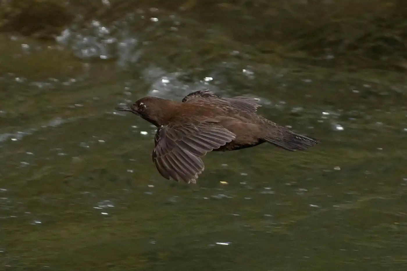 野鳥写真・カワガラスの写真