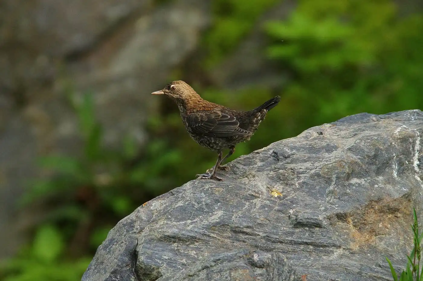 野鳥写真・カワガラスの写真