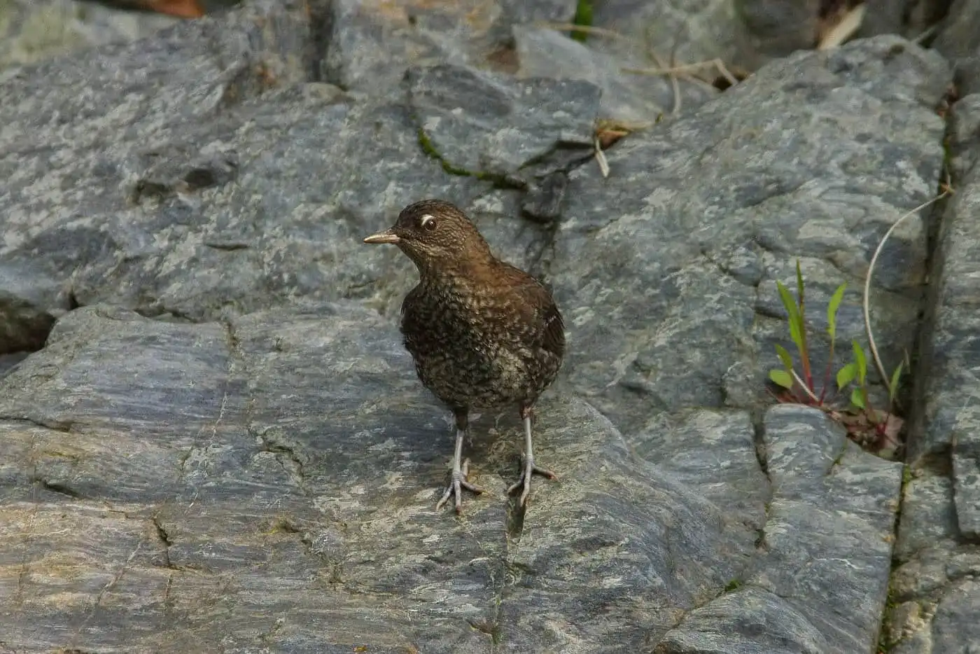 野鳥・カワガラスの写真画像