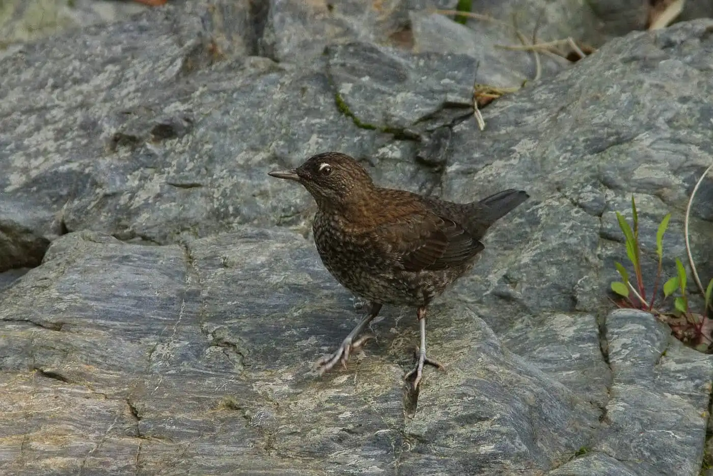 野鳥・カワガラスの写真画像
