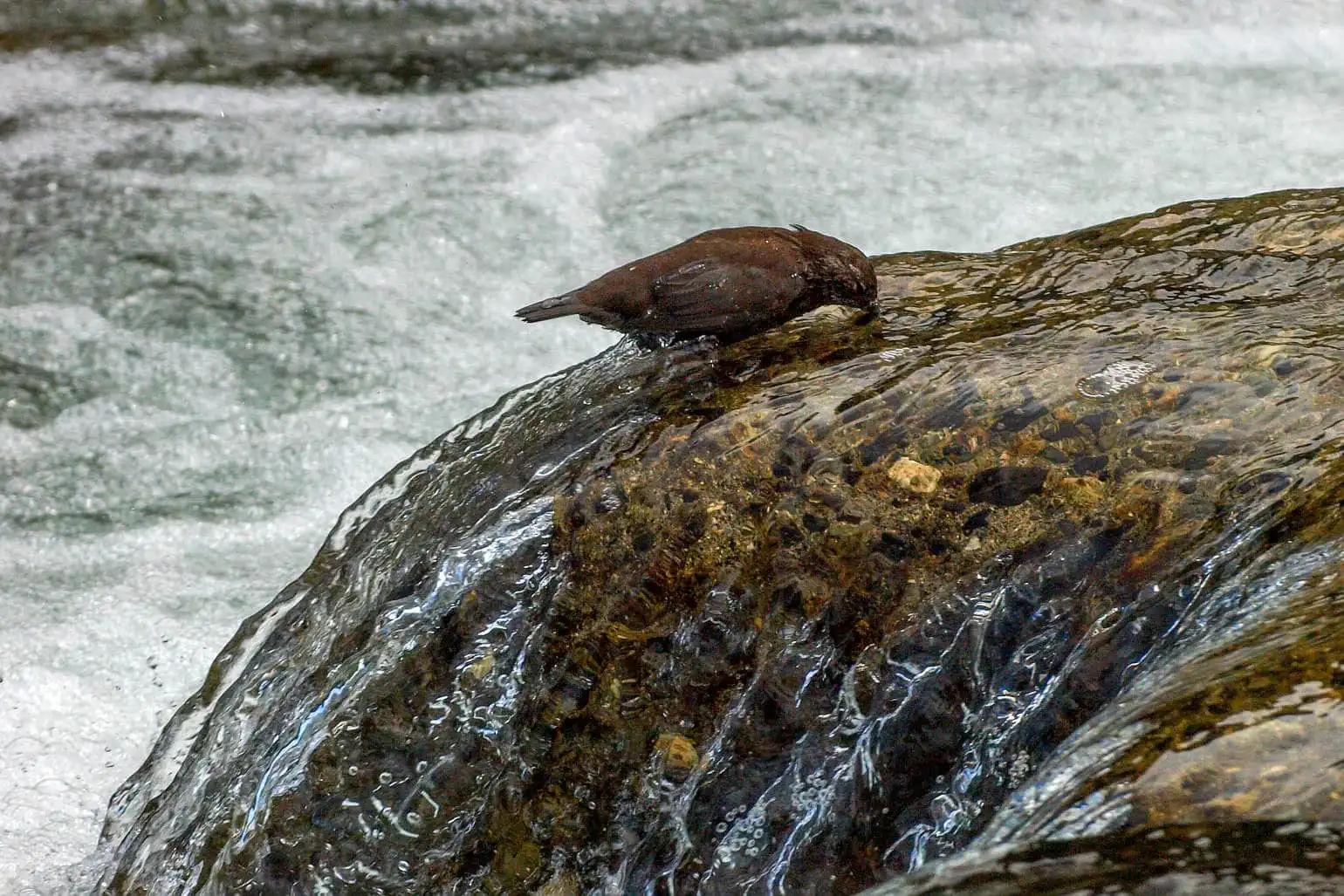 野鳥・カワガラスの写真画像