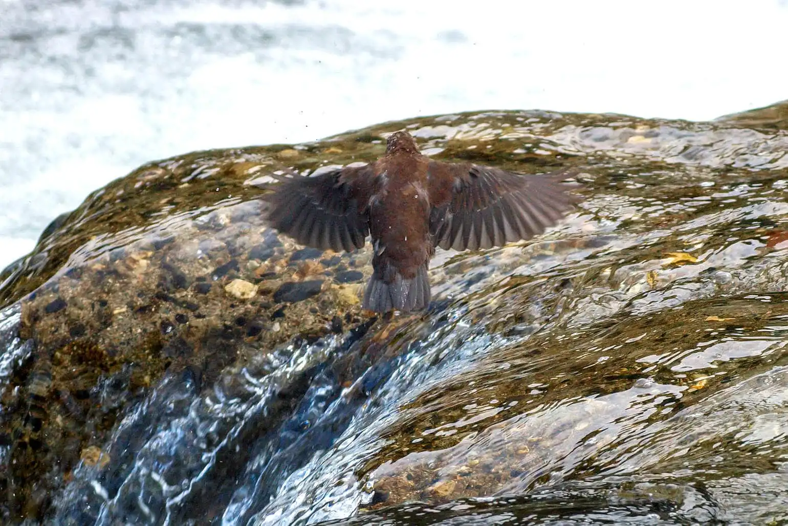 野鳥・カワガラスの写真画像