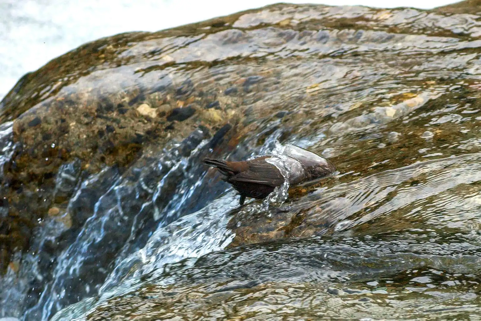 野鳥・カワガラスの写真画像