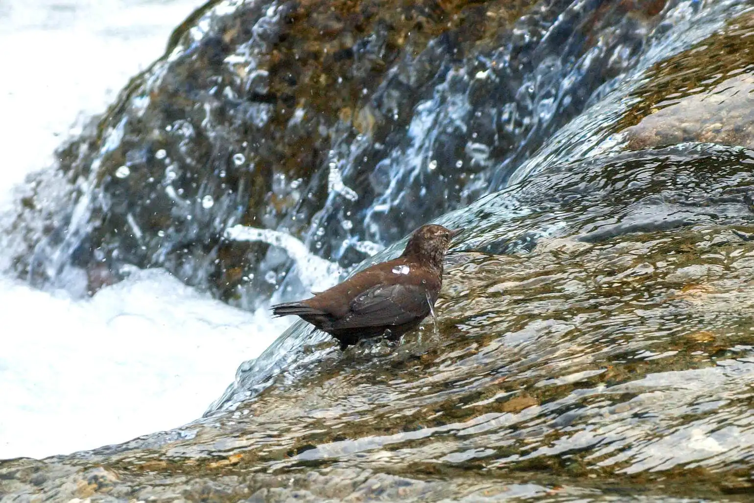 野鳥・カワガラスの写真画像