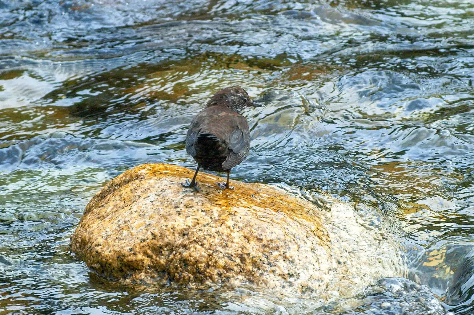 野鳥・カワガラスの写真画像