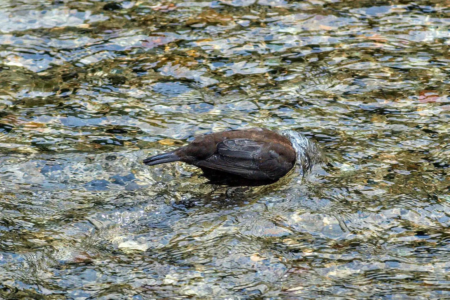 野鳥・カワガラスの写真画像