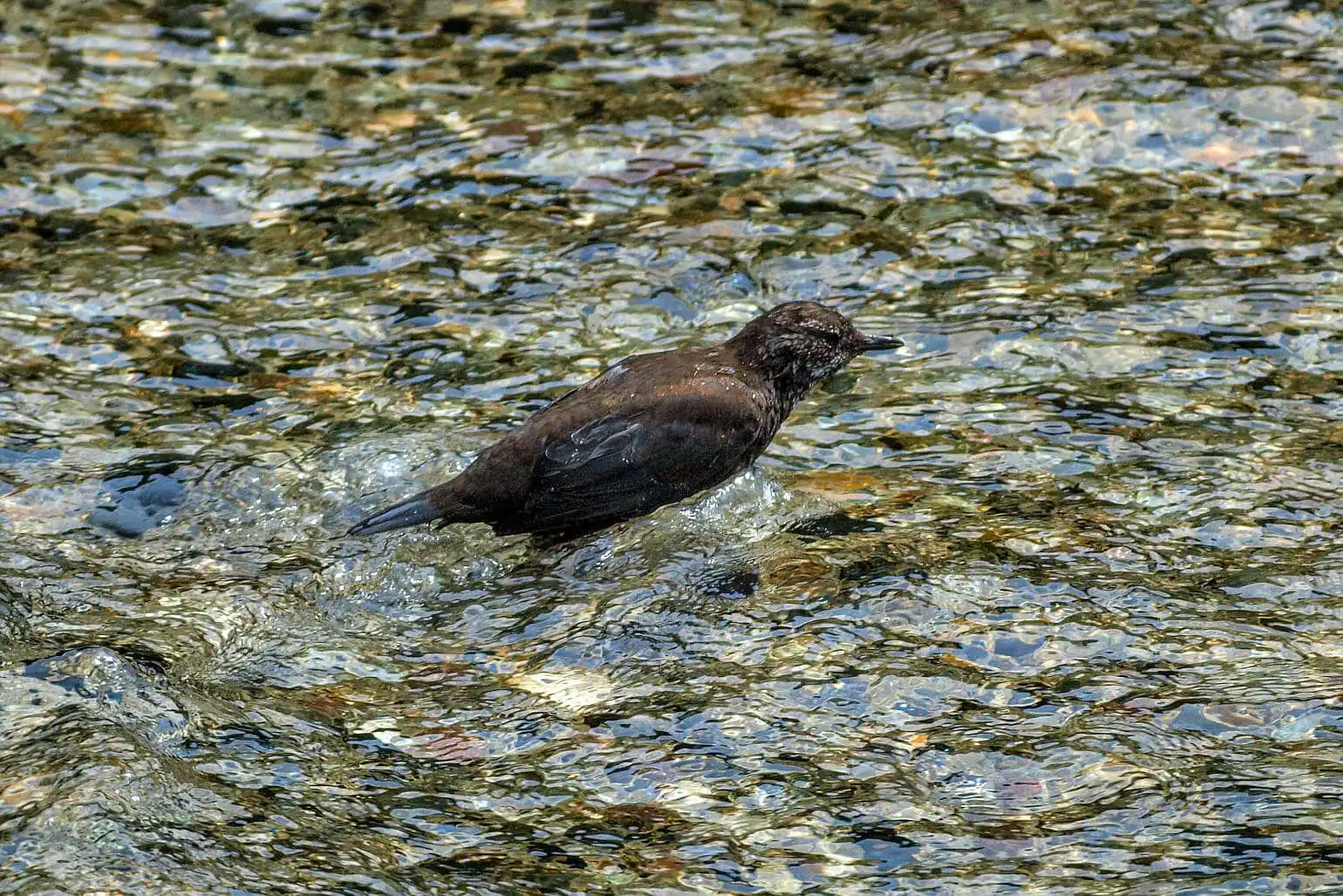 野鳥・カワガラスの写真画像