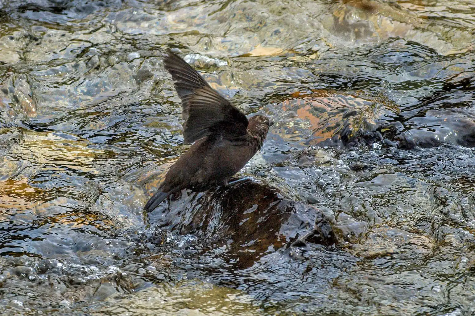 野鳥・カワガラスの写真画像