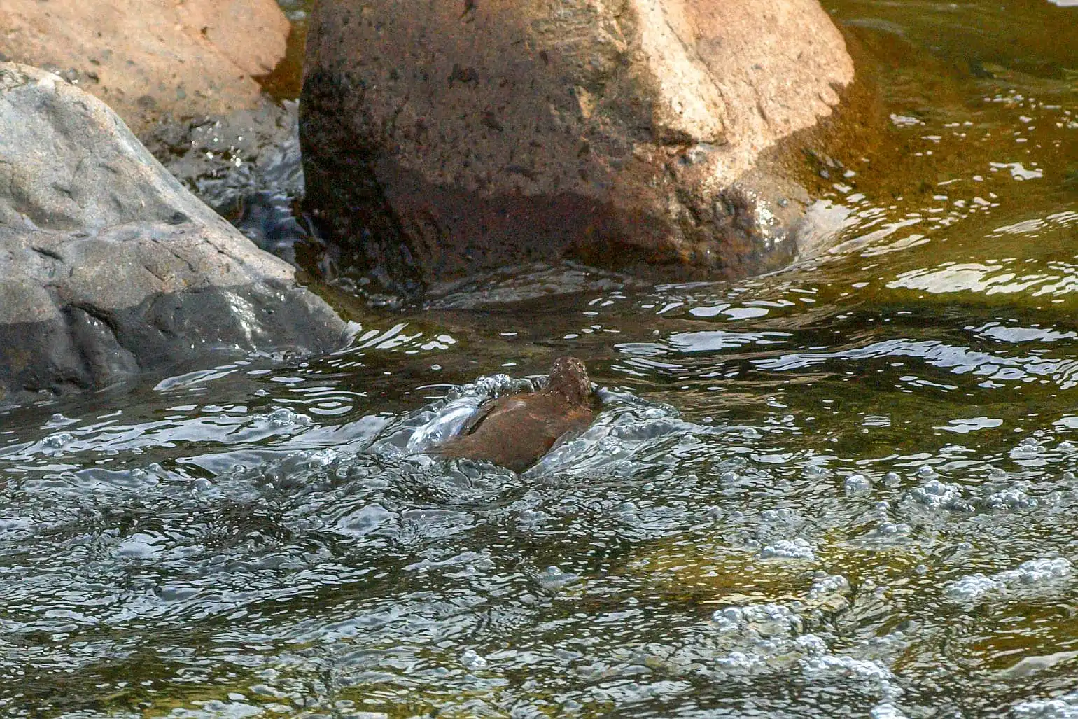 野鳥・カワガラスの写真画像