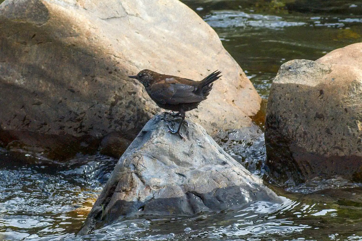 野鳥・カワガラスの写真画像