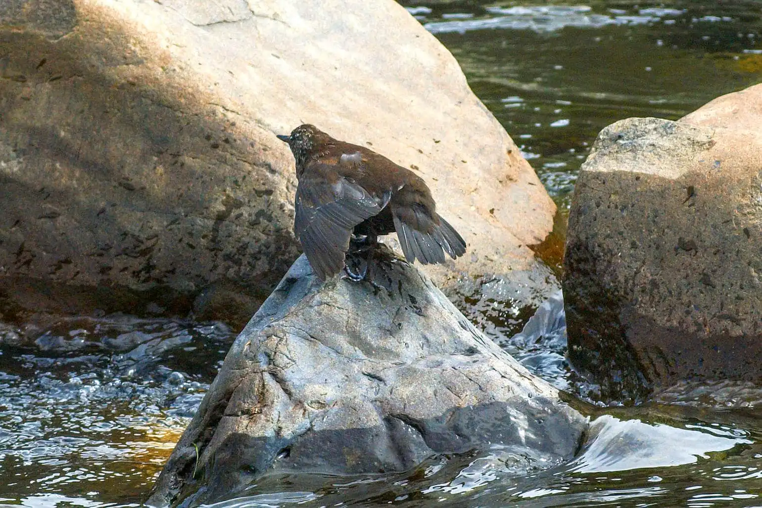 野鳥・カワガラスの写真画像