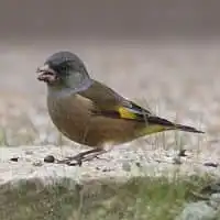 野鳥写真・カワラヒワ
