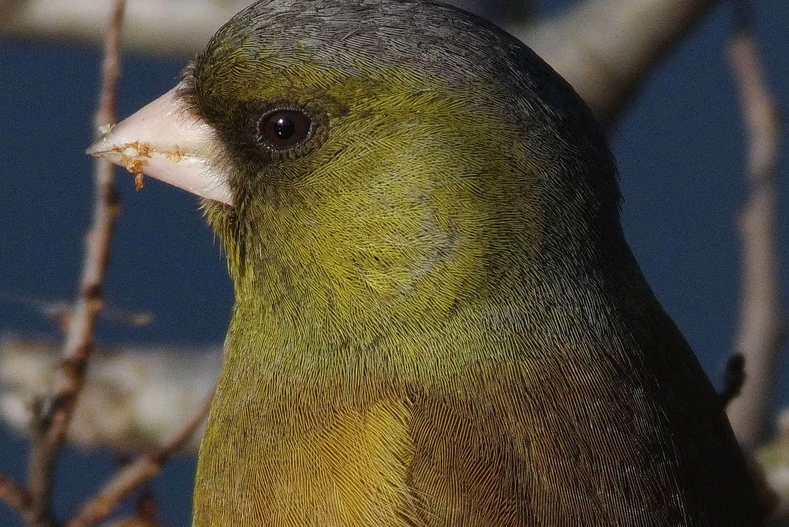 野鳥写真・カワラヒワの写真