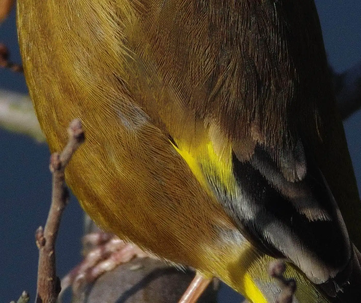 野鳥写真・カワラヒワの写真