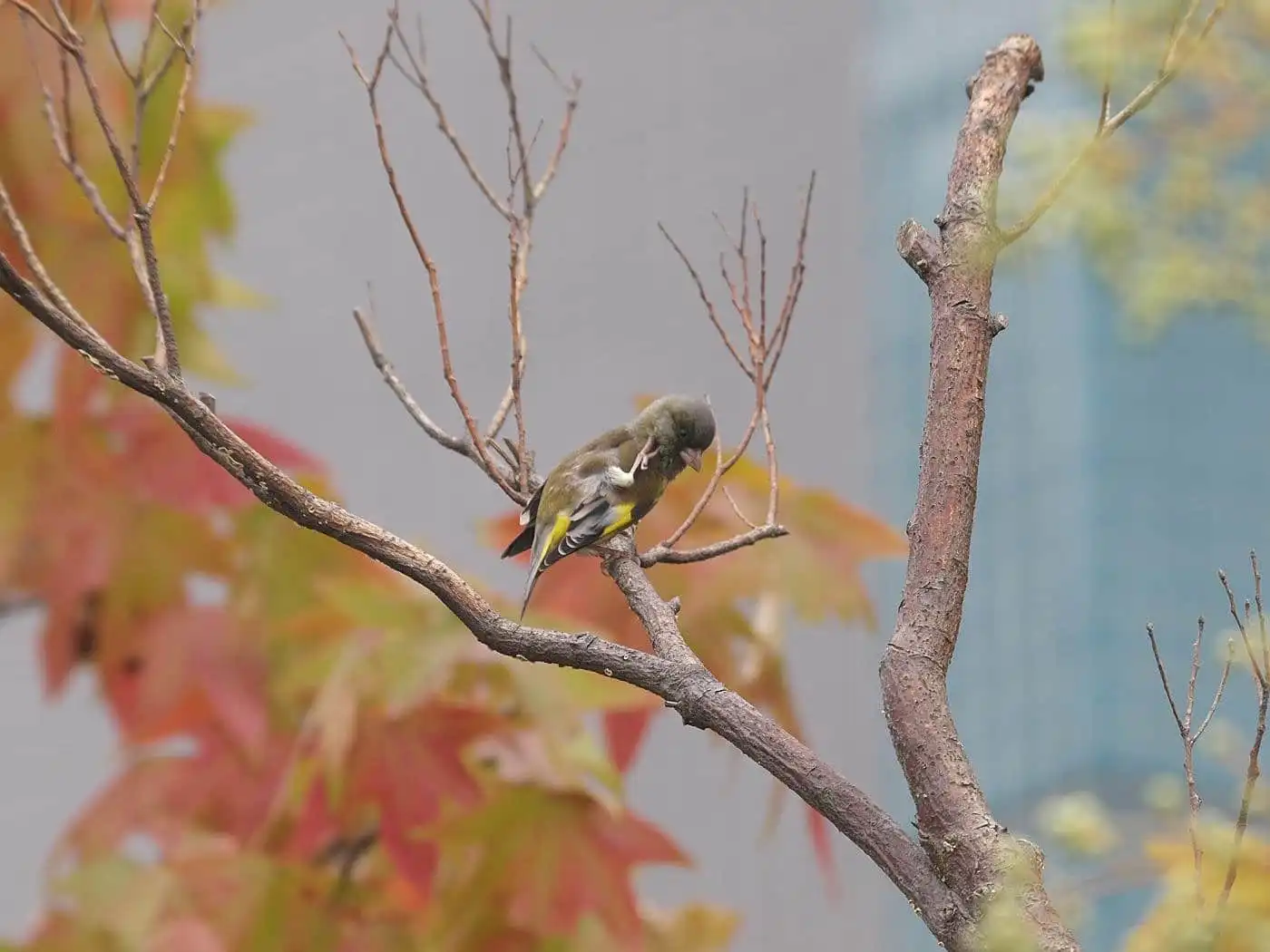 野鳥写真・カワラヒワの写真