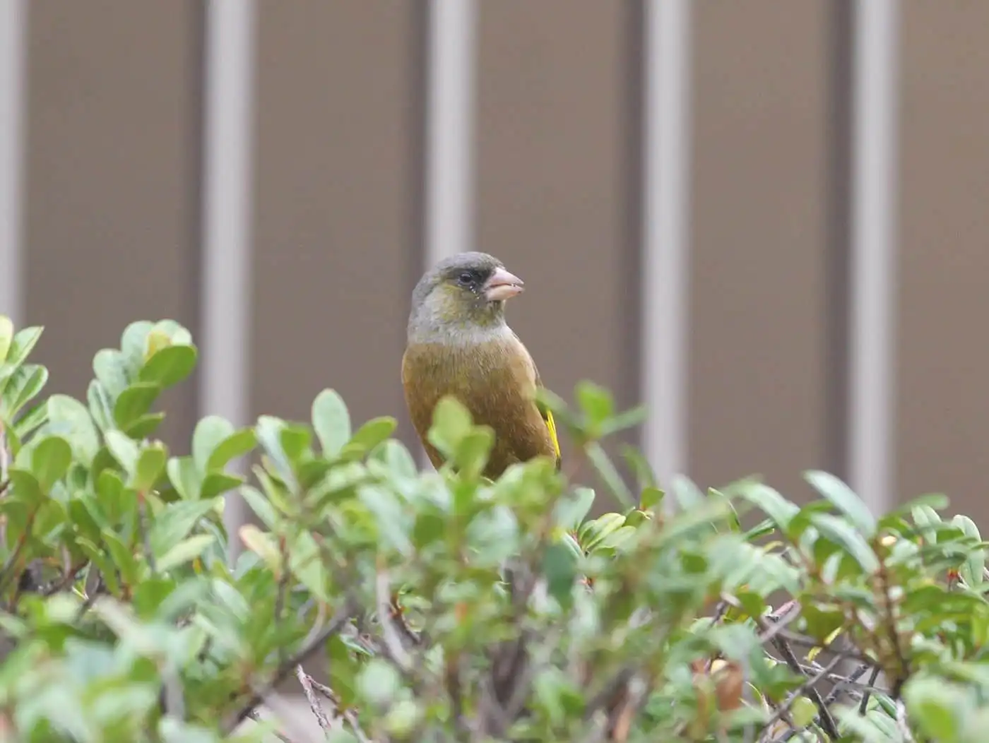 野鳥写真・カワラヒワの写真